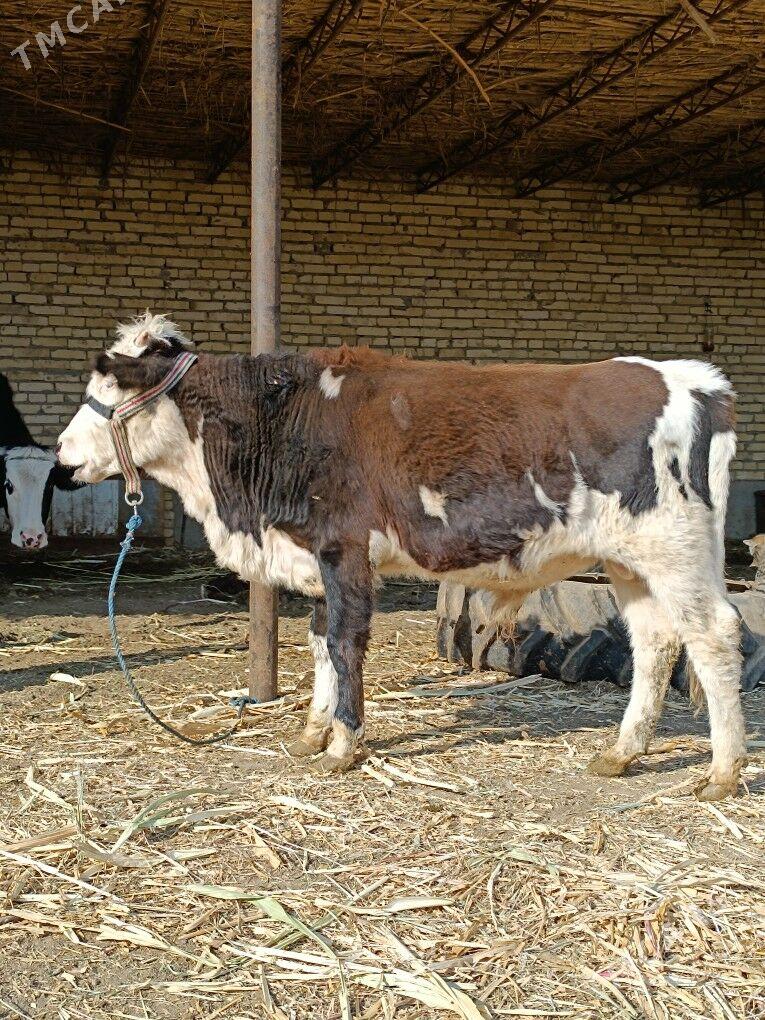 öküz & unajyn - Чарджоу - img 5