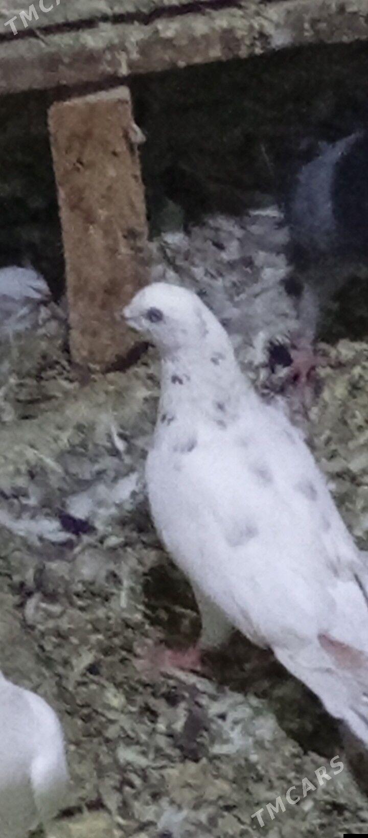 Kepderi - Ашхабад - img 2