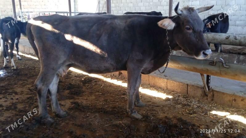 bogoz sygyr - Гарадамак Шор - img 3