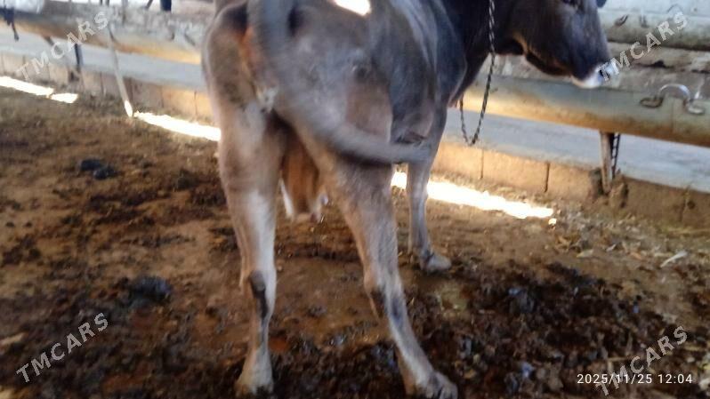 bogoz sygyr - Гарадамак Шор - img 2