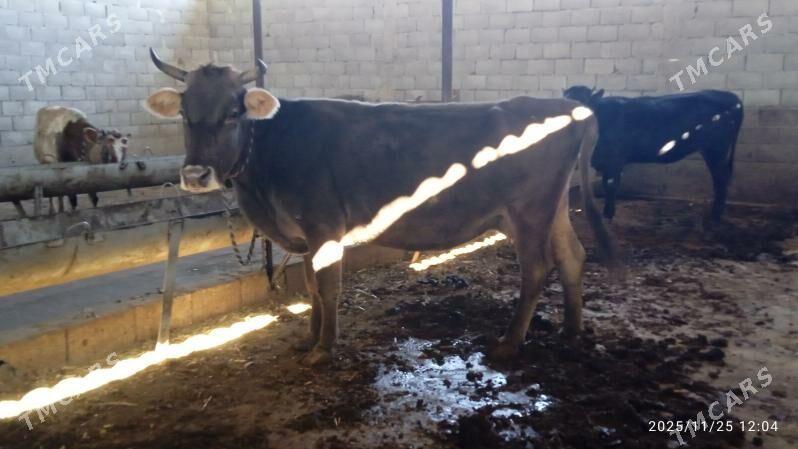 bogoz sygyr - Гарадамак Шор - img 1