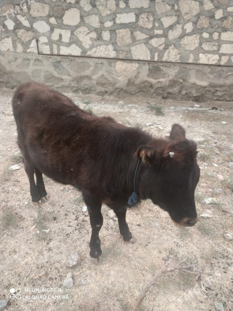 göle - Берекет - img 2