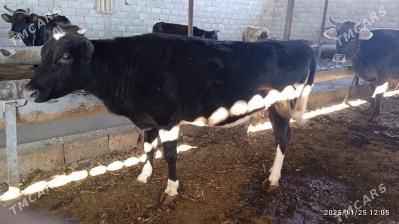 sygyr bogoz - Garadamak Şor - img 2