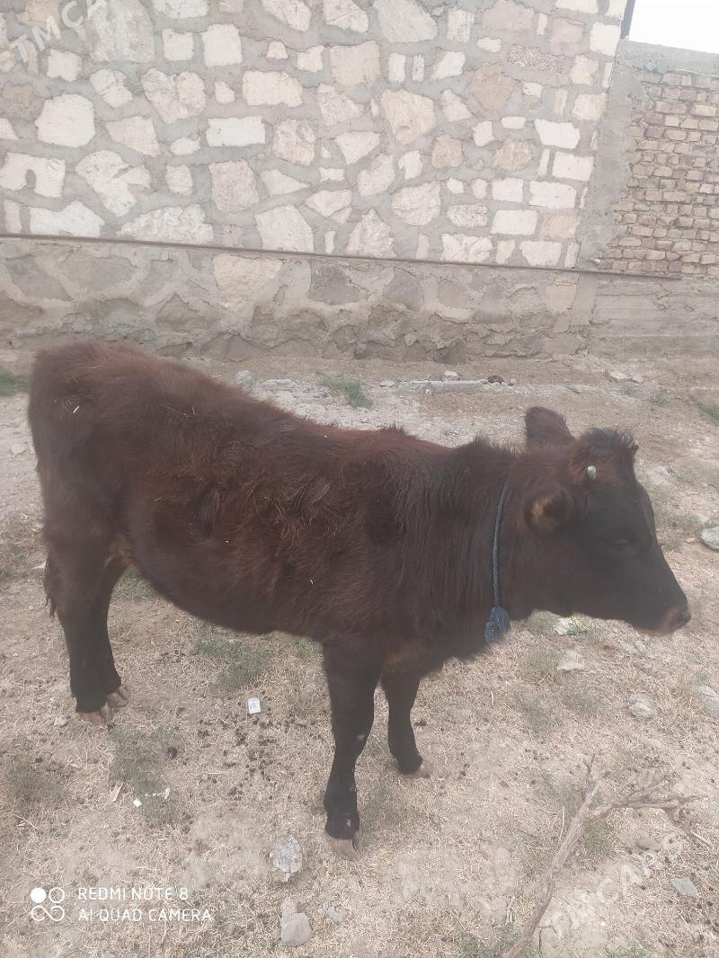 göle - Берекет - img 3