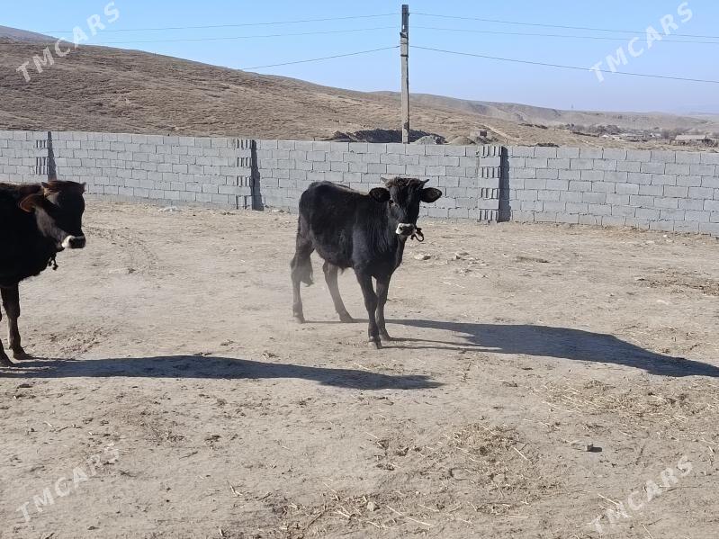 bakyly okuz - Бахарден - img 4