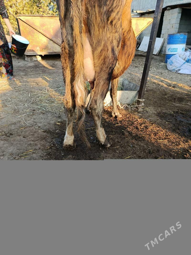 goleli sygyr - Gökdepe - img 3