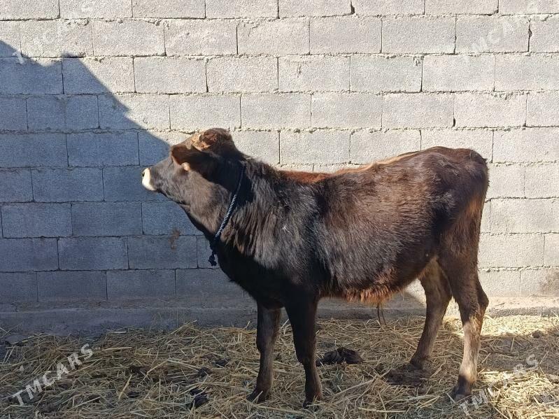 bakyly okuz - Бахарден - img 3