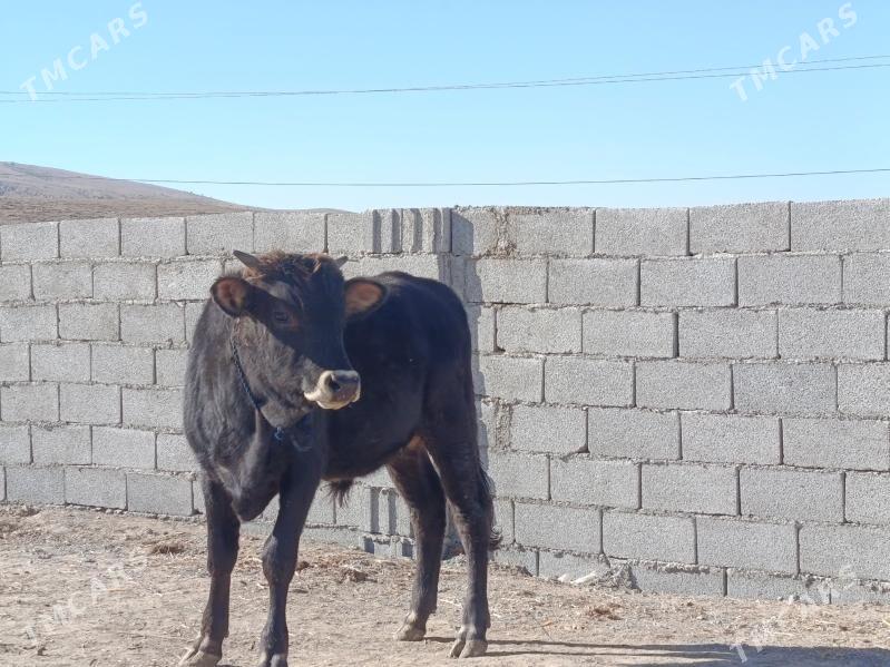 bakyly okuz - Бахарден - img 5