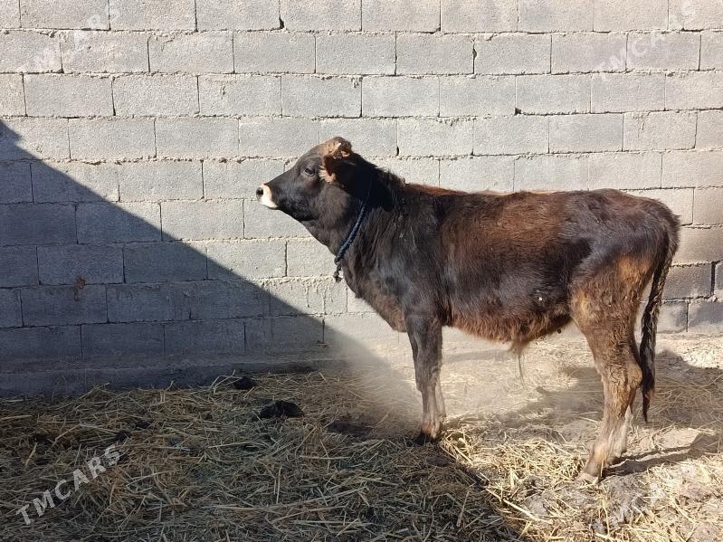 bakyly okuz - Бахарден - img 2