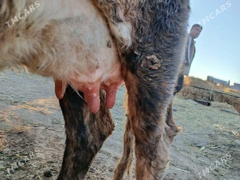 goleli sygyr - Gökdepe - img 4