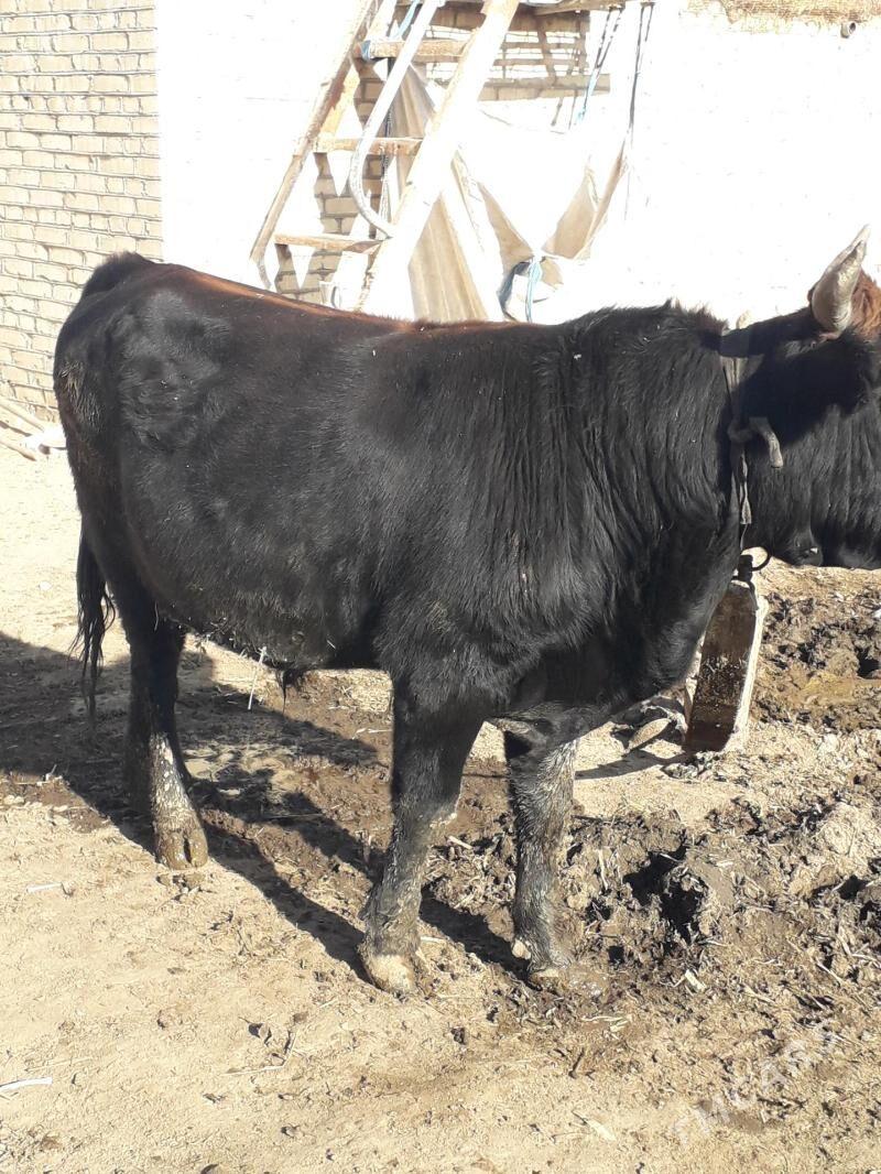 okuz bakylan - Туркменгала - img 4