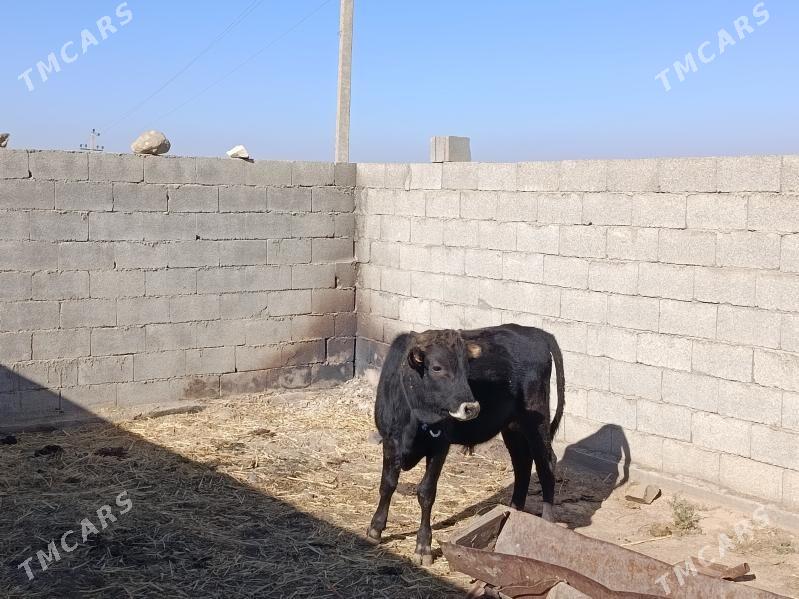 bakyly okuz - Бахарден - img 6