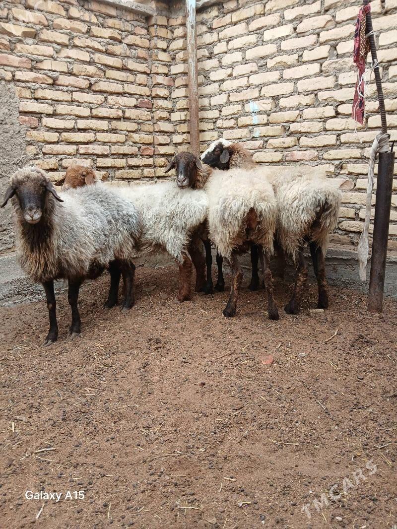 goyun - Balkanabat - img 2