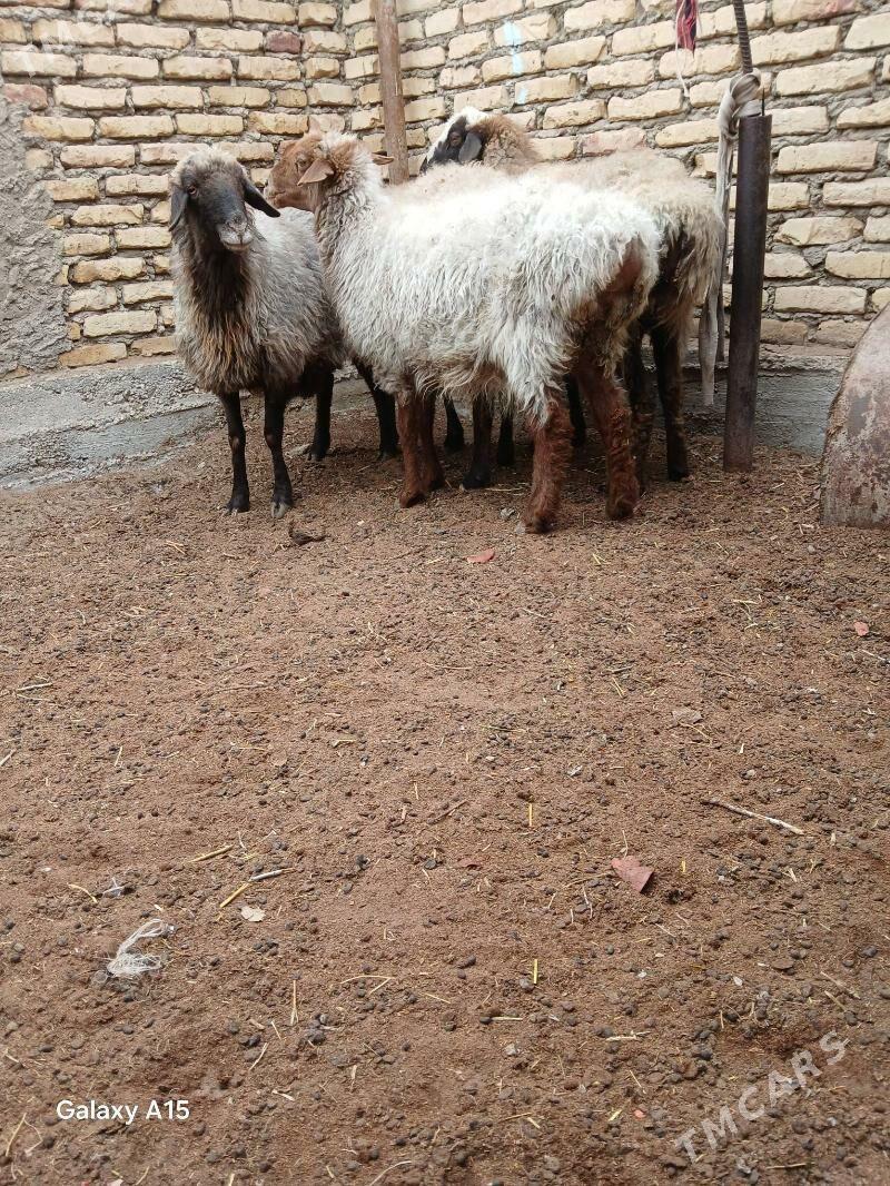 goyun - Balkanabat - img 3