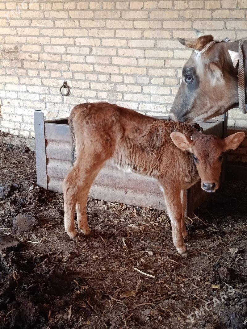 аргинал шивет голели сыгыр - Çärjew - img 2