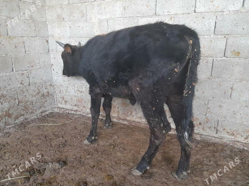 ...ÖKIZ... - Багир - img 7