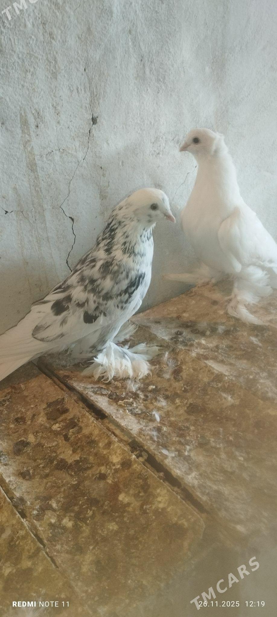 Kepderi - Мургап - img 5