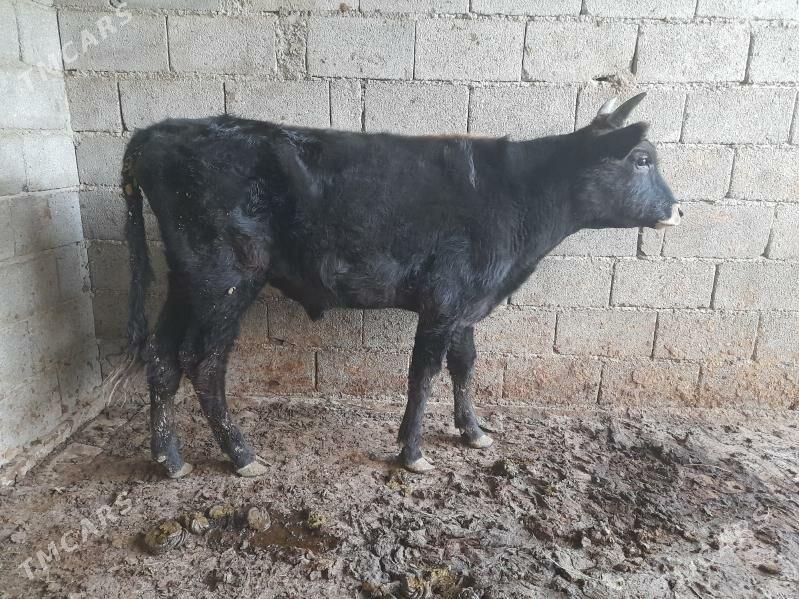 ...ÖKIZ... - Багир - img 5