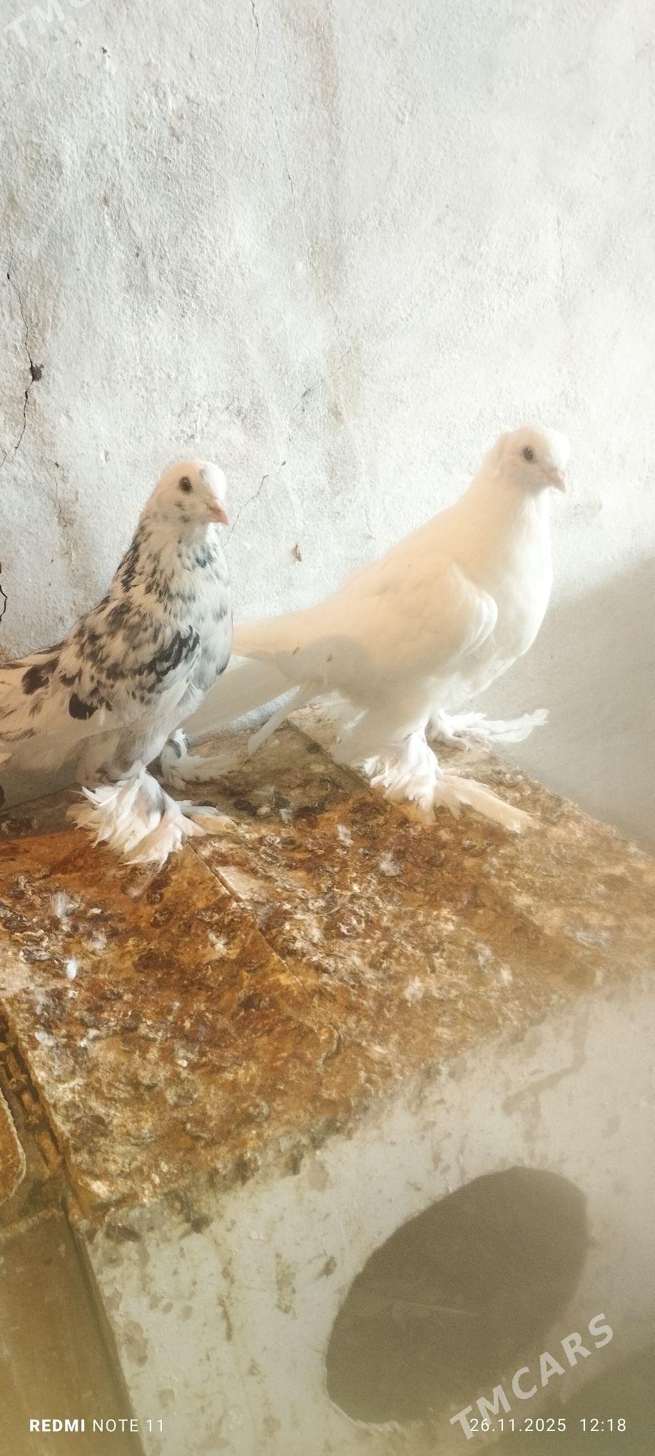 Kepderi - Мургап - img 2