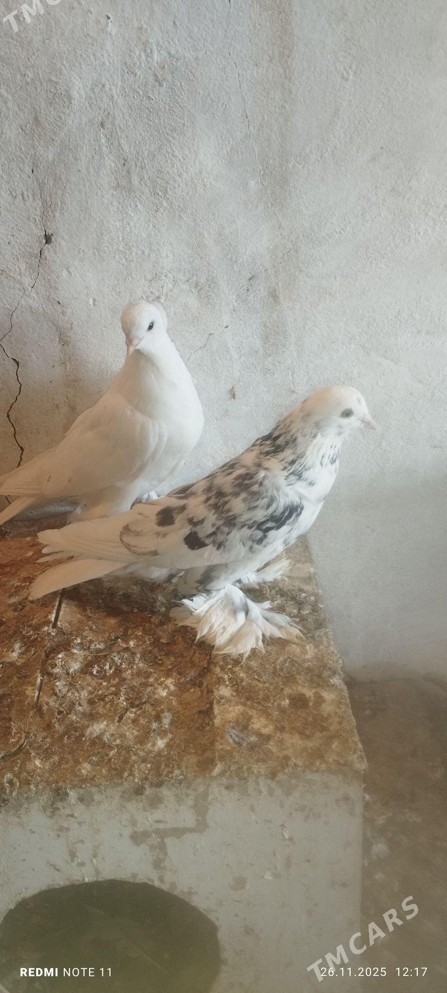 Kepderi - Мургап - img 1