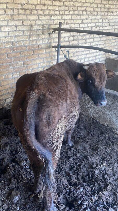 окуз - Чарджоу - img 4