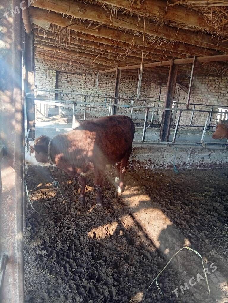 Okuz bn gunajyn - Чарджоу - img 3