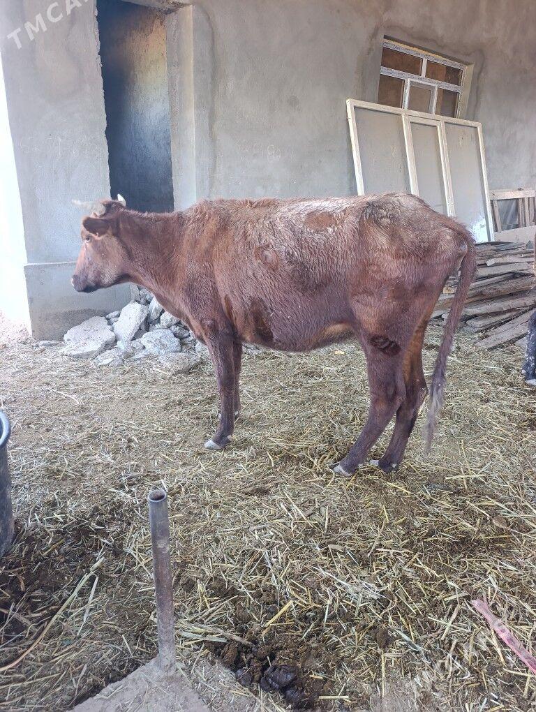 BOGAZ  SYGYR - Mary - img 2