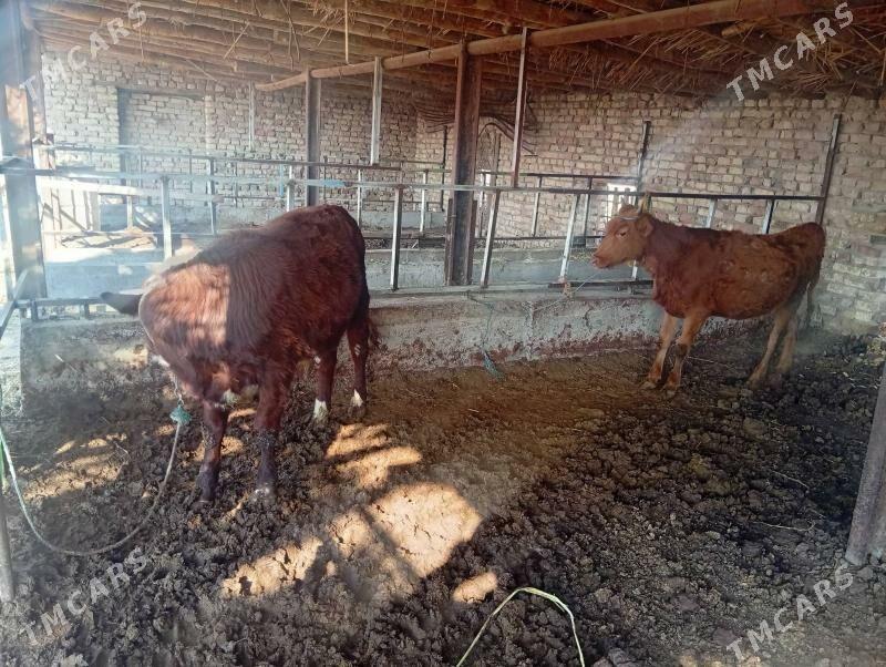 Okuz bn gunajyn - Чарджоу - img 4