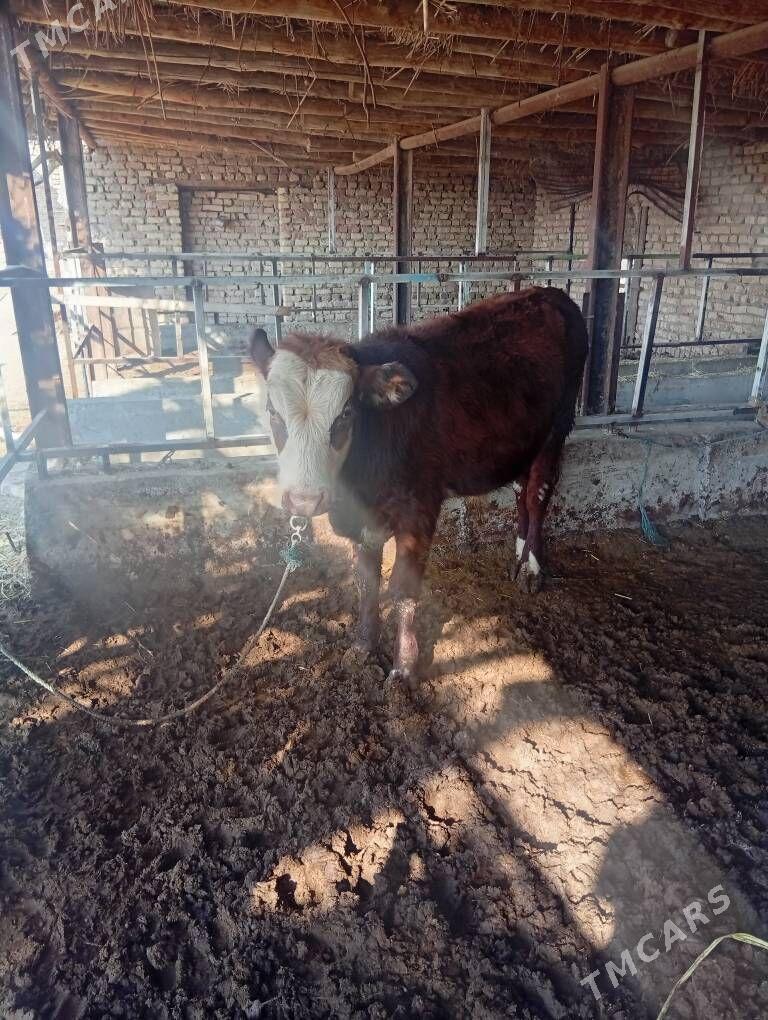 Okuz bn gunajyn - Чарджоу - img 2