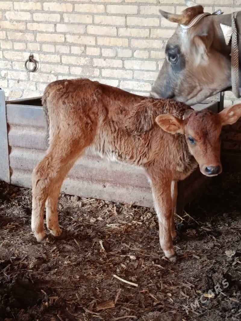 аргинал шивет голели сыгыр - Çärjew - img 5