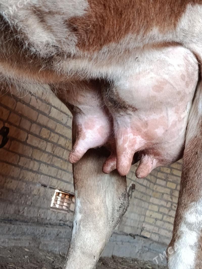 аргинал шивет голели сыгыр - Çärjew - img 6