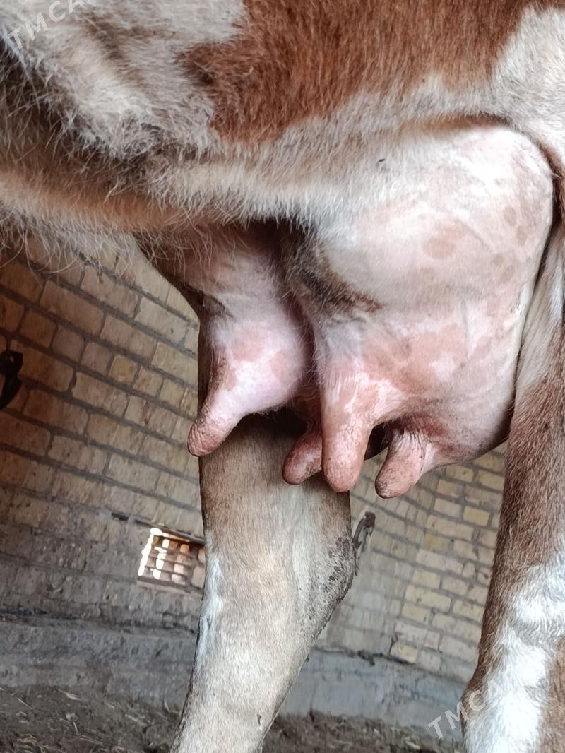 аргинал шивет голели сыгыр - Çärjew - img 4