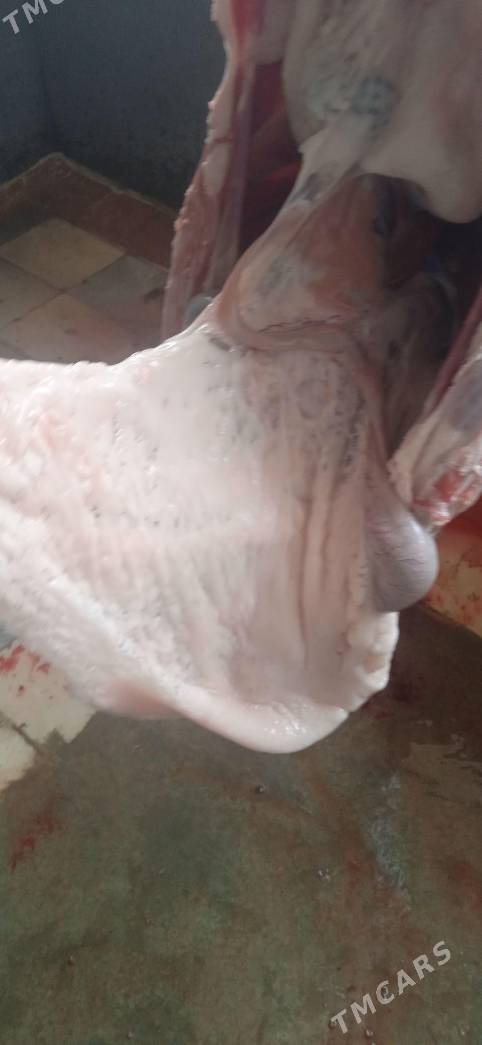 Goyun geci - Ашхабад - img 3