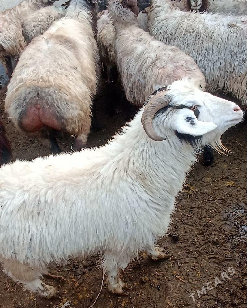 Goyun geci - Ашхабад - img 2