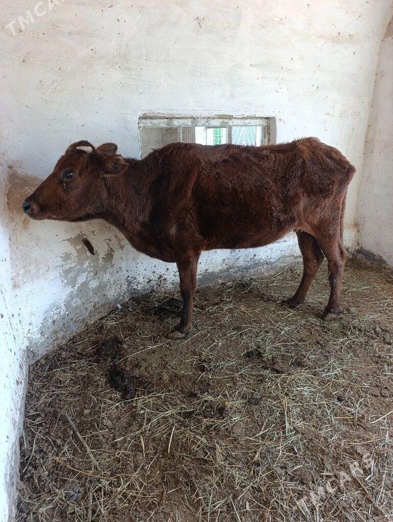 BOGAZ  SYGYR - Mary - img 3