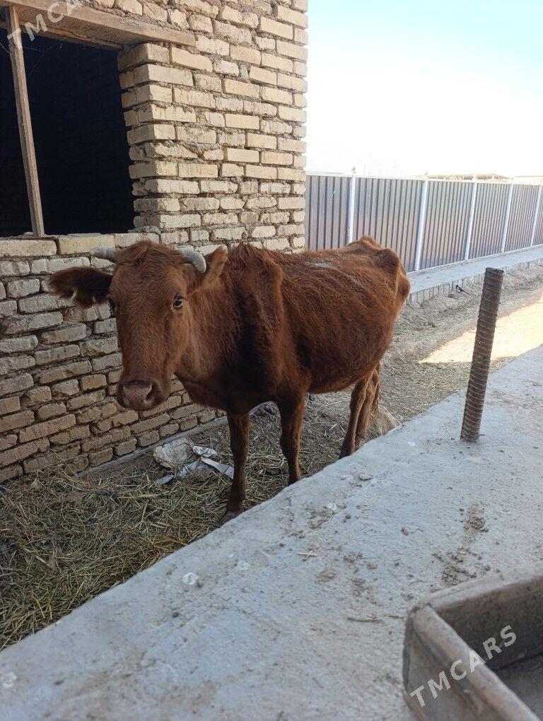 BOGAZ  SYGYR - Mary - img 4