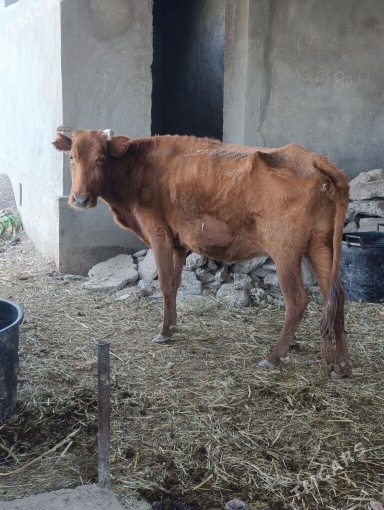 BOGAZ  SYGYR - Mary - img 3