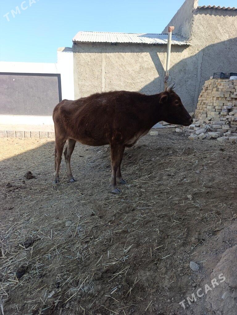 BOGAZ  SYGYR - Mary - img 2