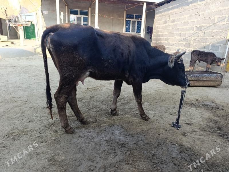 gololi sygyr - Бахарден - img 2