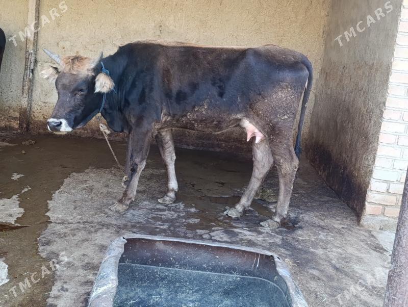 gololi sygyr - Бахарден - img 3