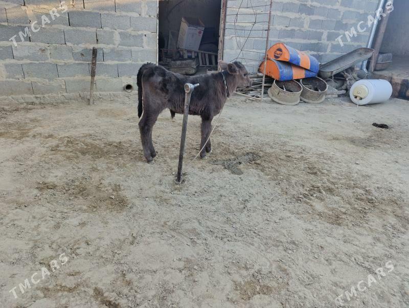 gololi sygyr - Бахарден - img 4