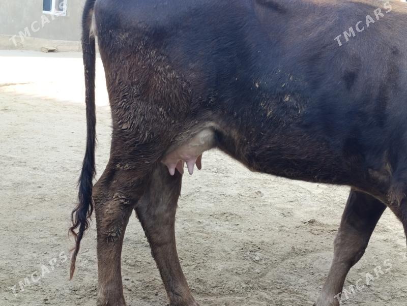 gololi sygyr - Бахарден - img 1