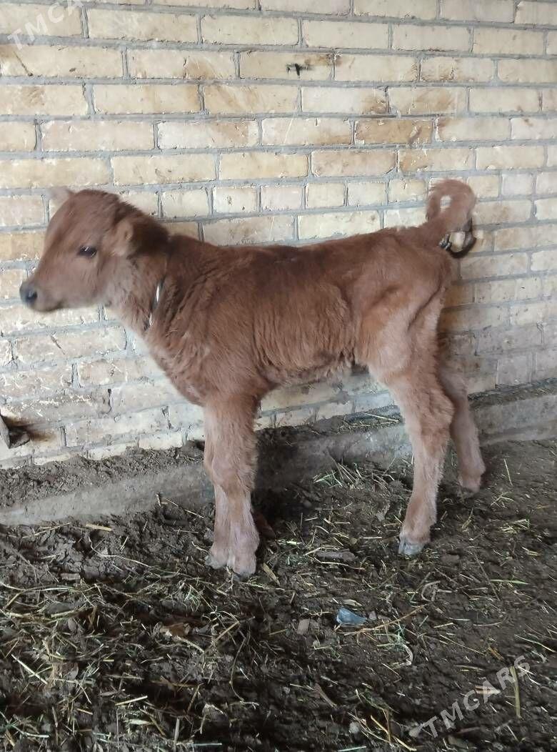 аргинал бурлат голели сыгыр - Çärjew - img 3