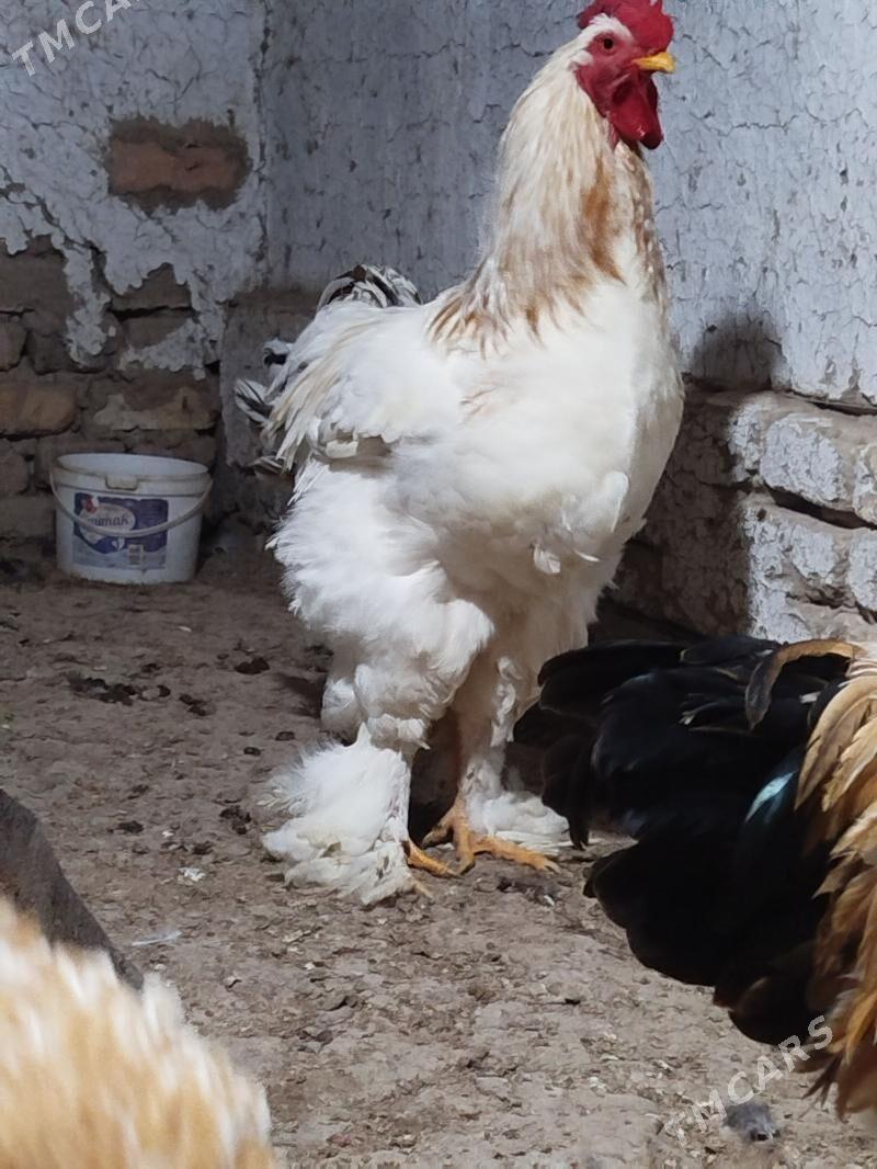 brama horaz - Векильбазар - img 2