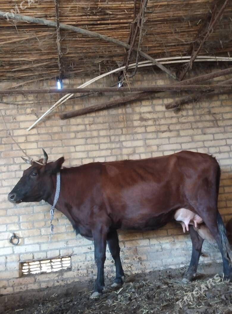 аргинал бурлат голели сыгыр - Çärjew - img 2