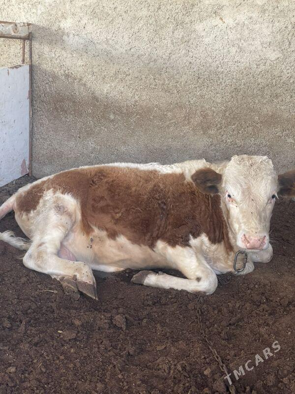 smental öküz - Aşgabat - img 3