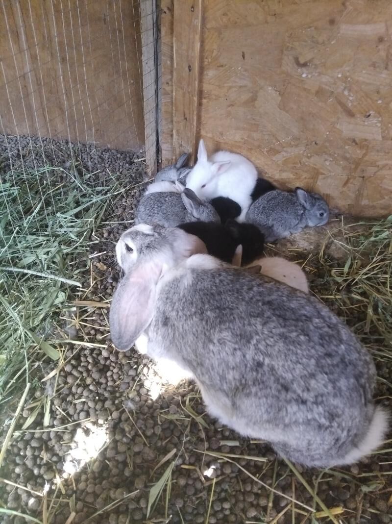 Товшан - Кипджак - img 1