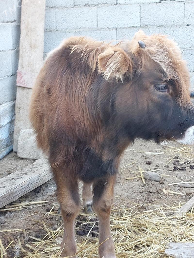 tanaly sygyr - Балканабат - img 3