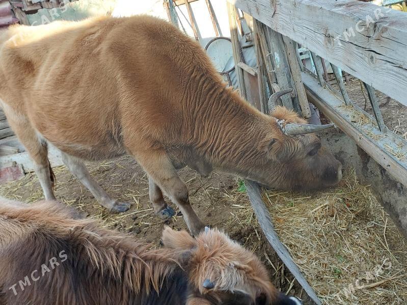 tanaly sygyr - Балканабат - img 2