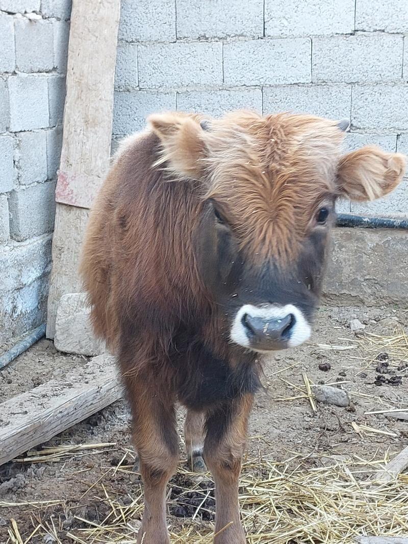 tanaly sygyr - Балканабат - img 4